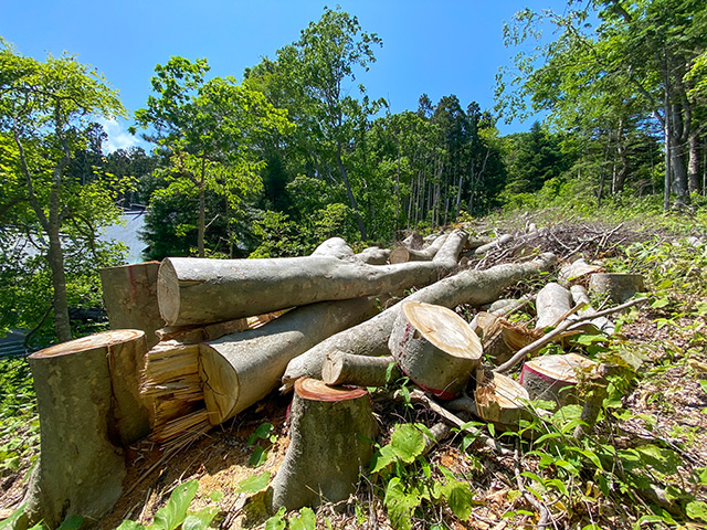 薪用の雑木原木イメージ