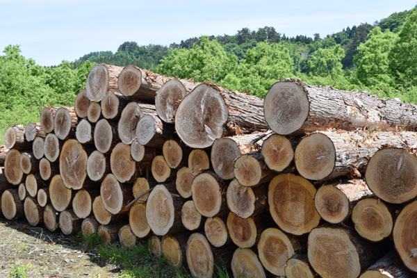 針葉樹(杉・桧)材イメージ