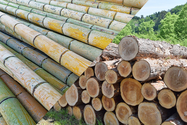 木の買取イメージ